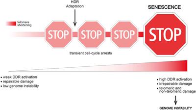 The multistep path to replicative senescence onset: zooming on triggering and inhibitory events at telomeric DNA